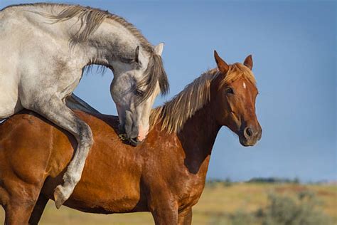 horse mating meaning|Horse mating: Understanding the science behind。